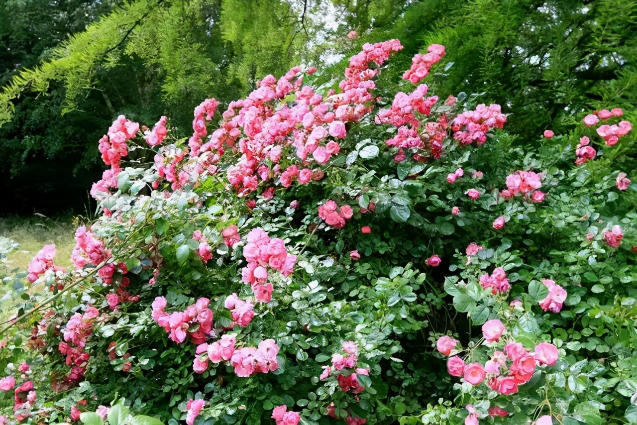 建一座花園小院兒，從此不理塵囂，只顧田園