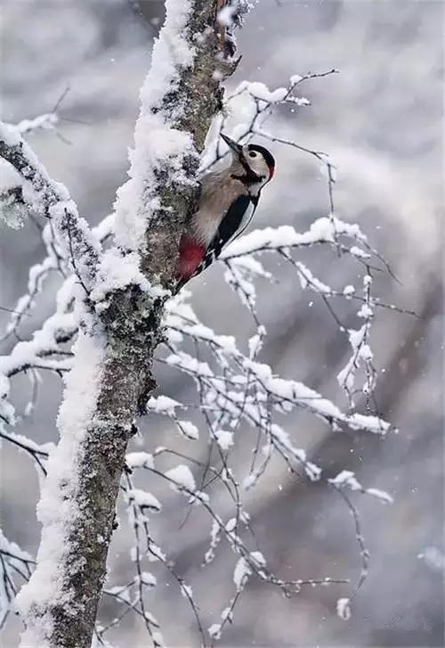 雪中​​精靈！ 太美了