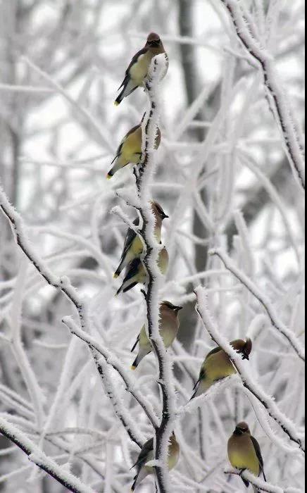 雪中​​精靈！ 太美了