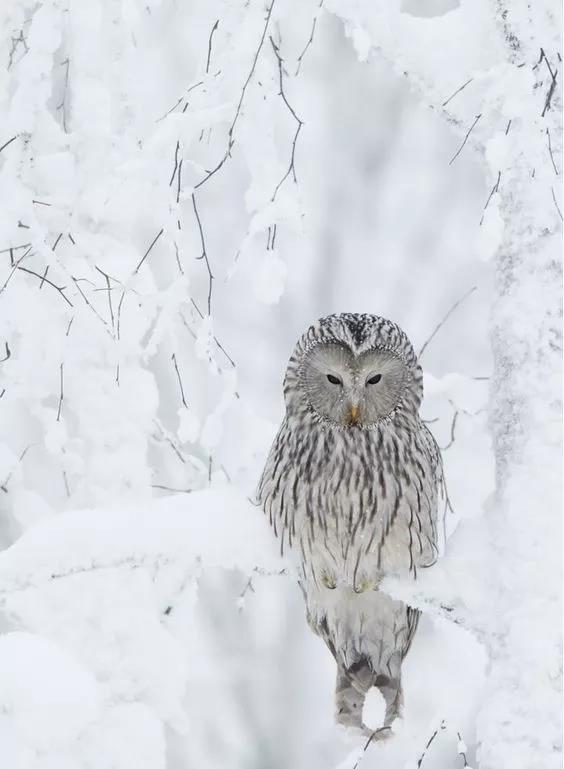 雪中​​精靈！ 太美了