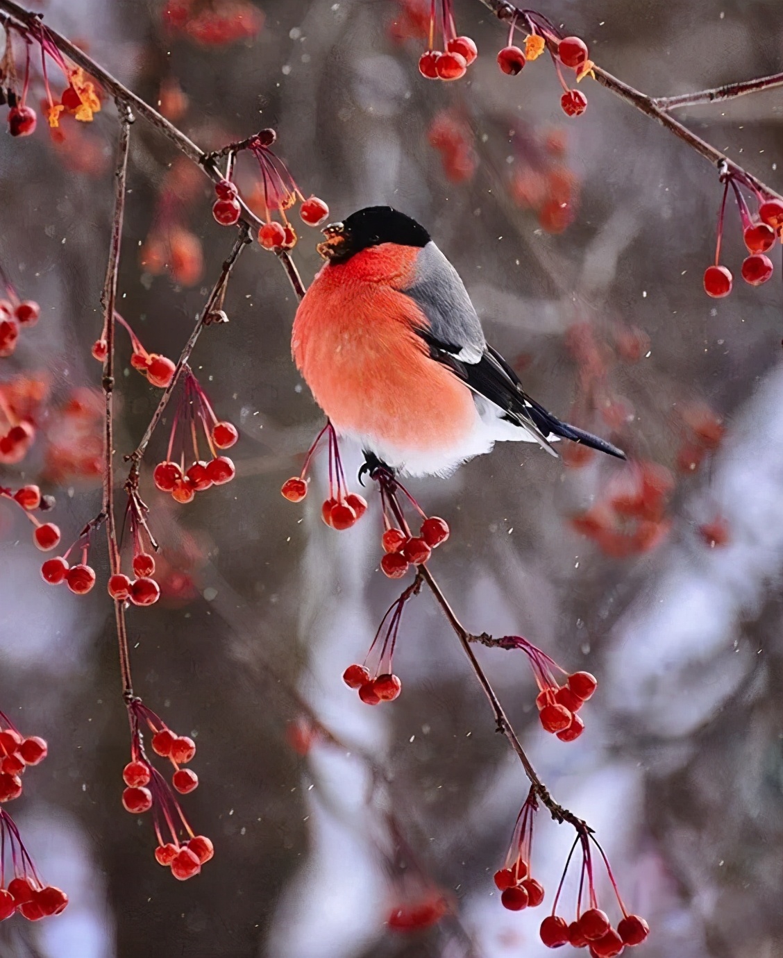 雪中​​精靈！ 太美了