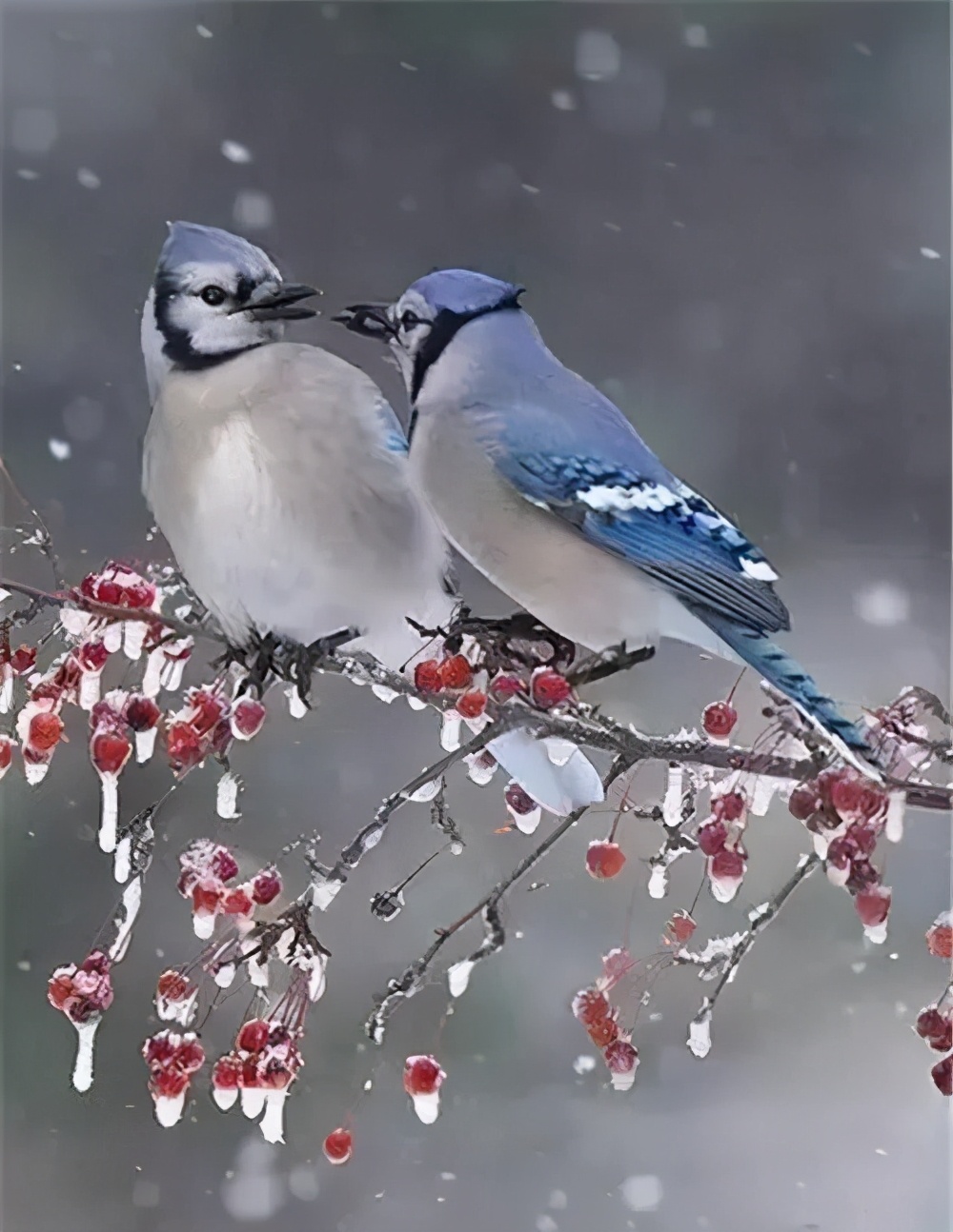 雪中​​精靈！ 太美了