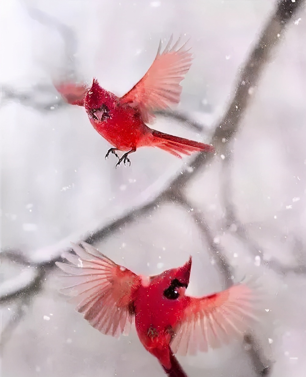 雪中​​精靈！ 太美了