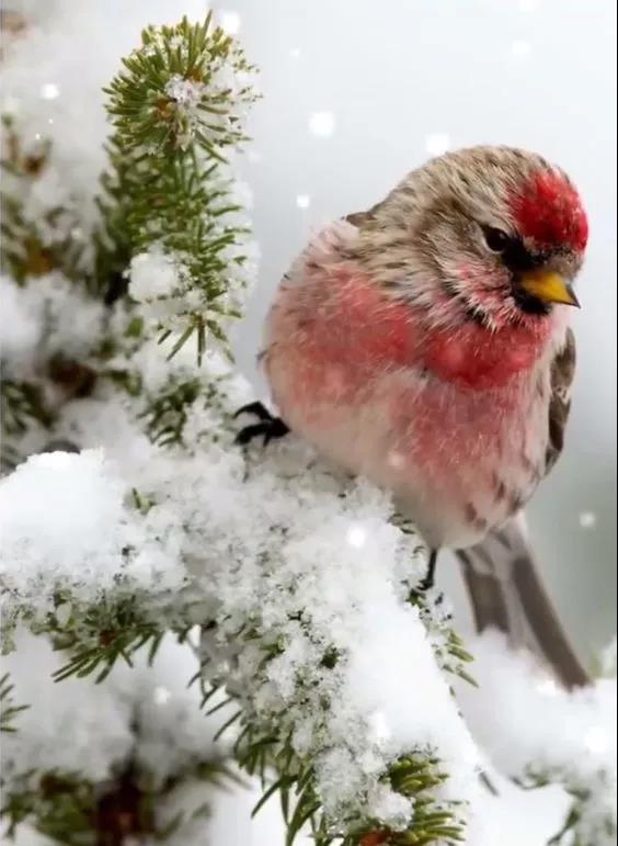 雪中​​精靈！ 太美了