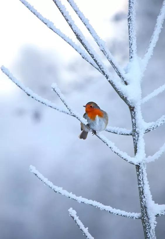 雪中​​精靈！ 太美了