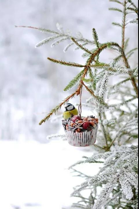 雪中​​精靈！ 太美了