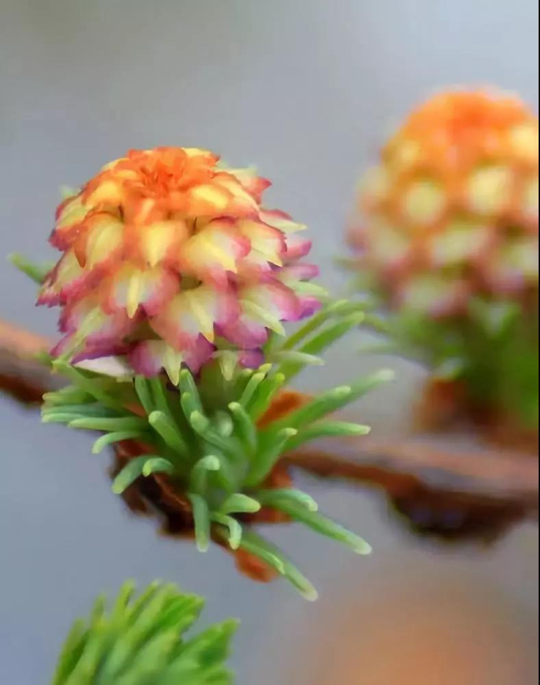 松樹開花這也太美了