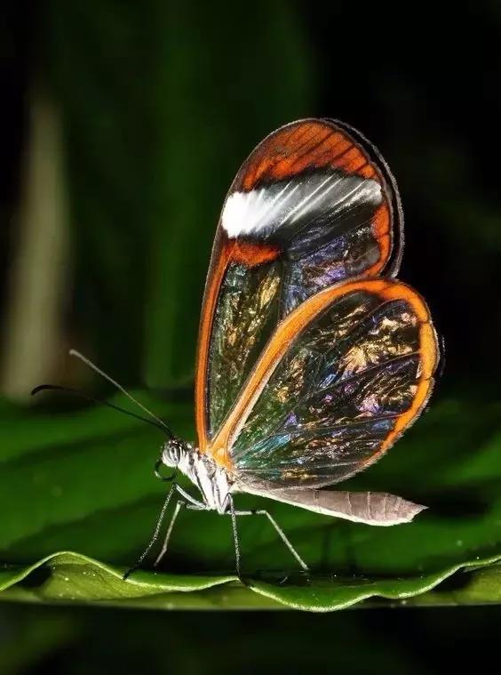 “大自然精靈”美麗的翅膀
