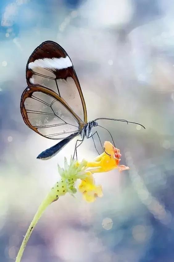 “大自然精靈”美麗的翅膀