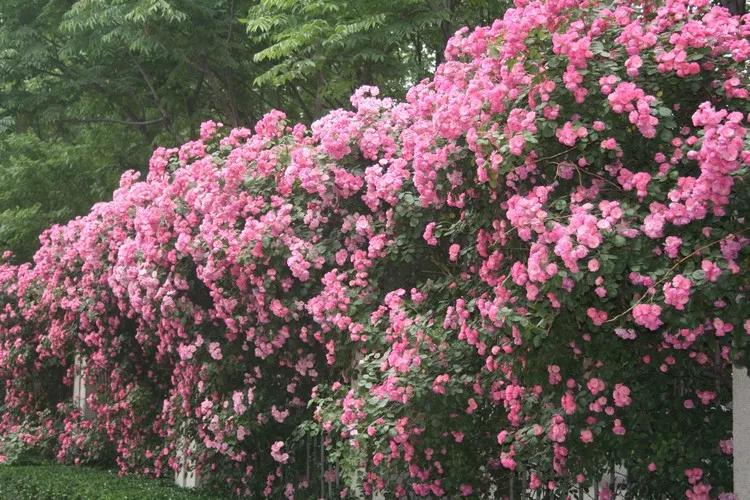 春來一小院，花開滿枝頭