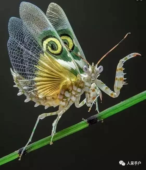 自然界中的“超能力”擁有者：花花世界的行騙高手！