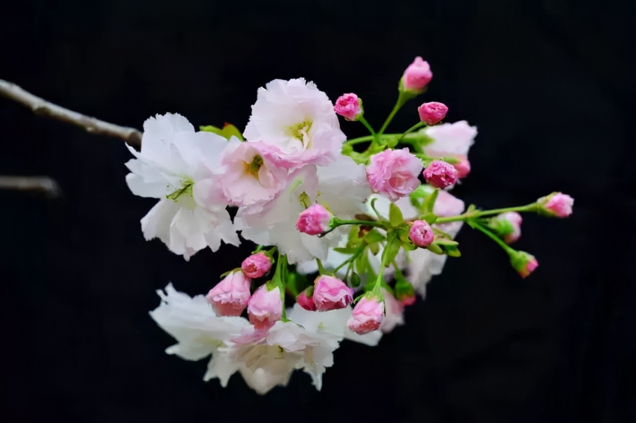 醉美樱花！