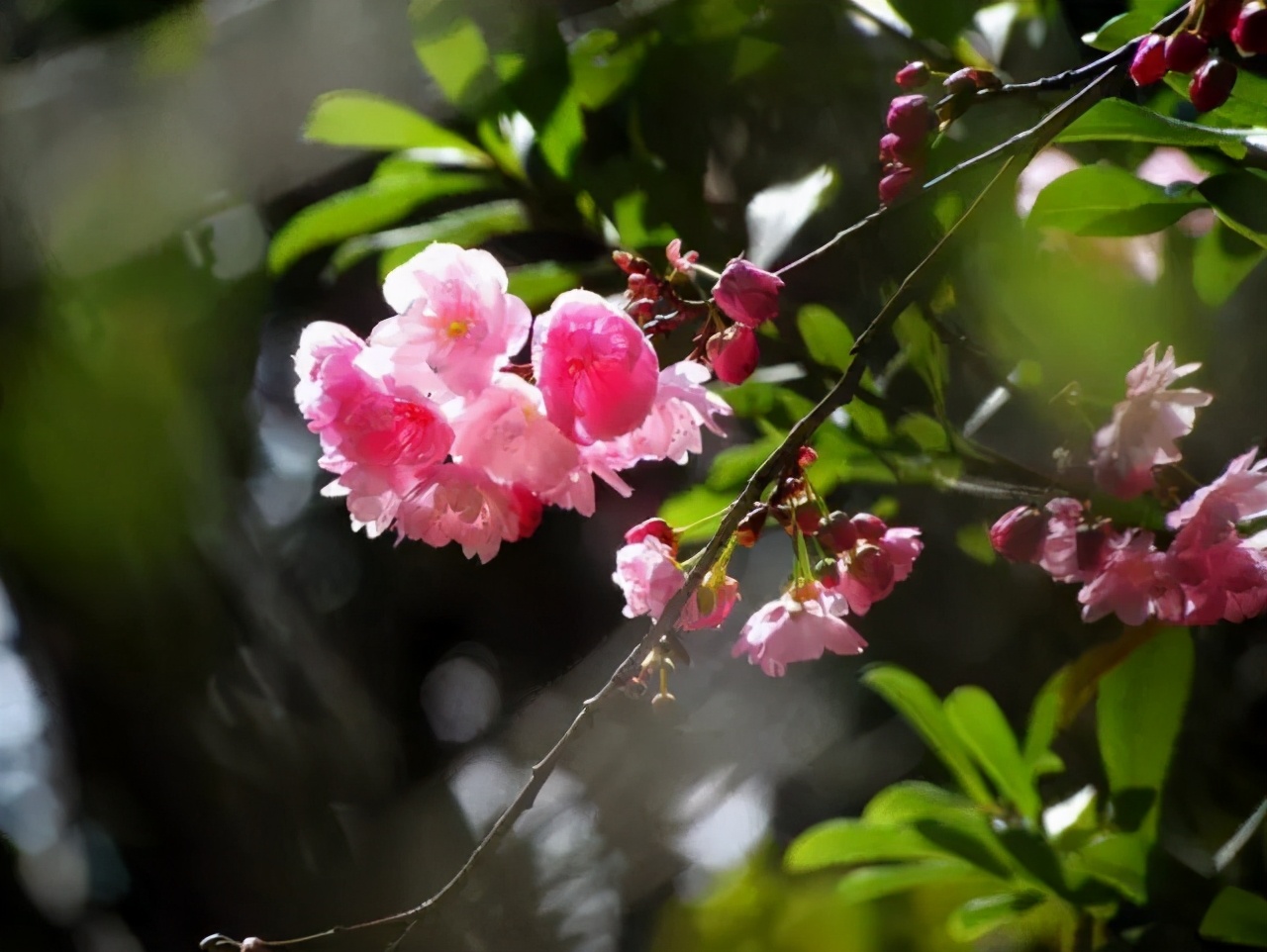 醉美樱花！