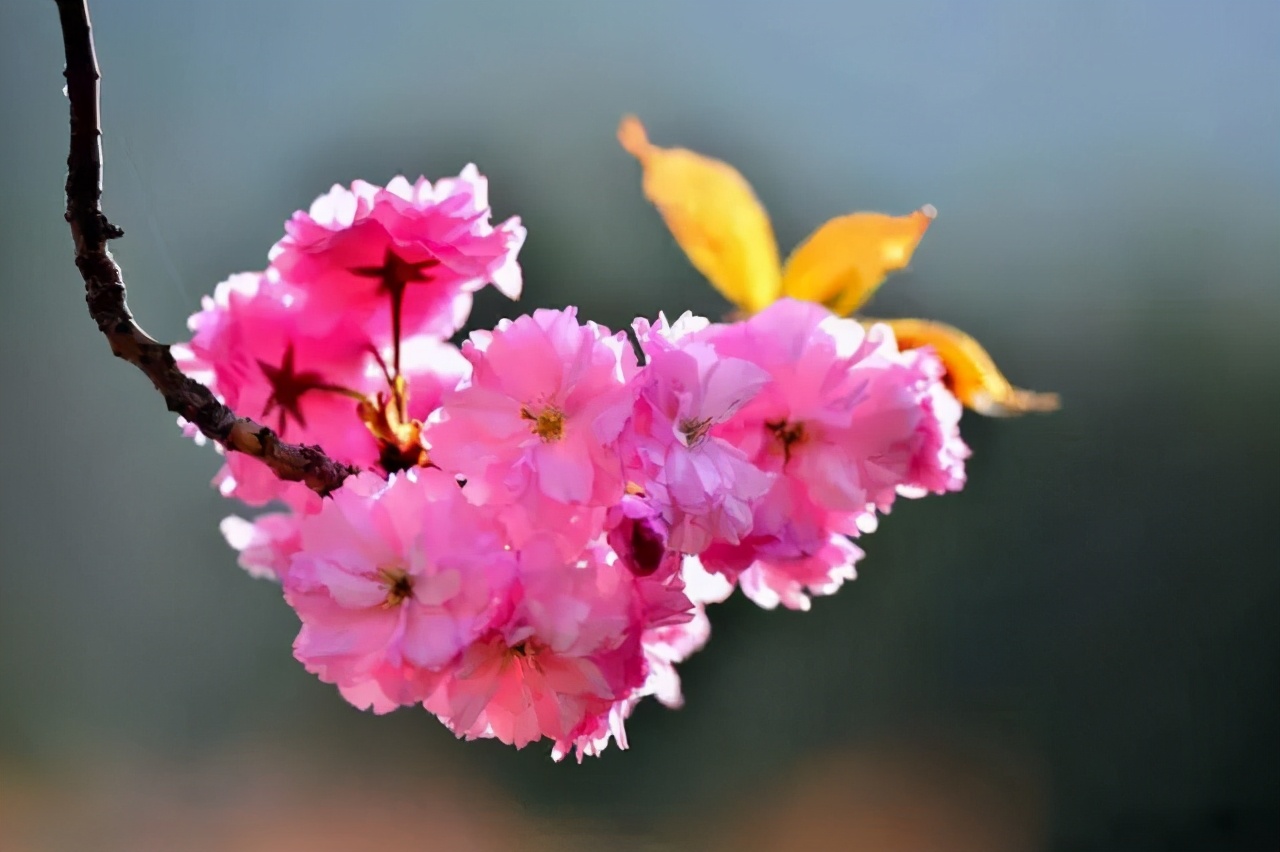 醉美樱花！