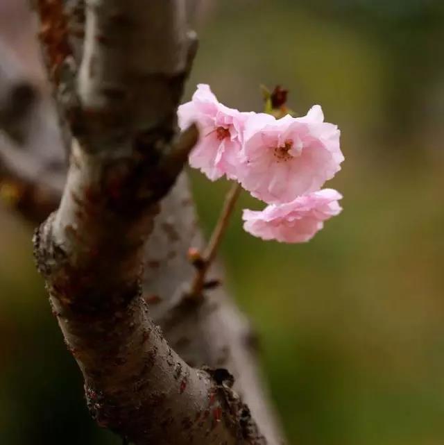 醉美樱花！