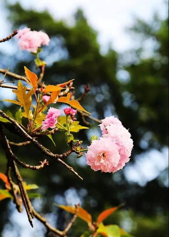 醉美樱花！