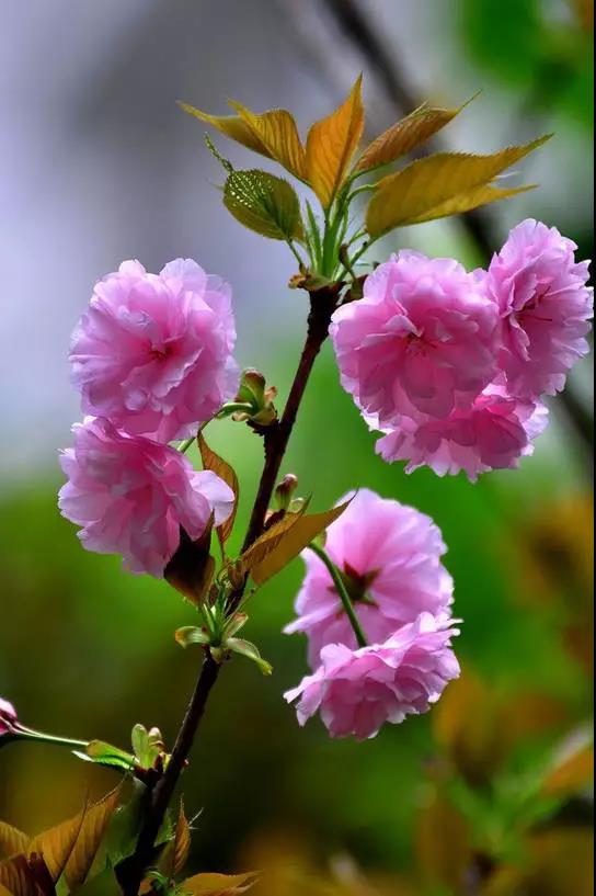 醉美樱花！