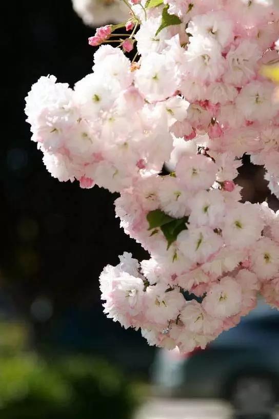 醉美樱花！