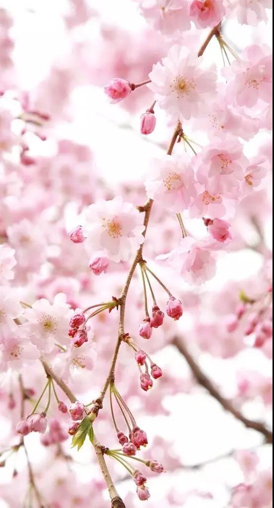 醉美樱花！