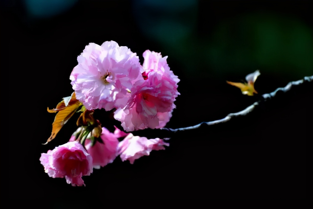 醉美樱花！