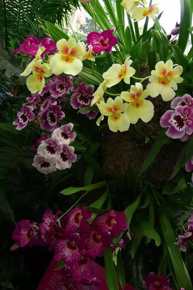 花开富贵！