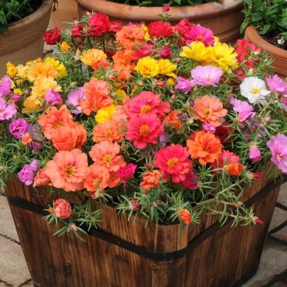 花开富贵！