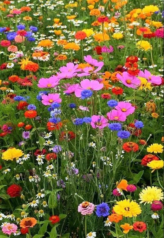 花开富贵！