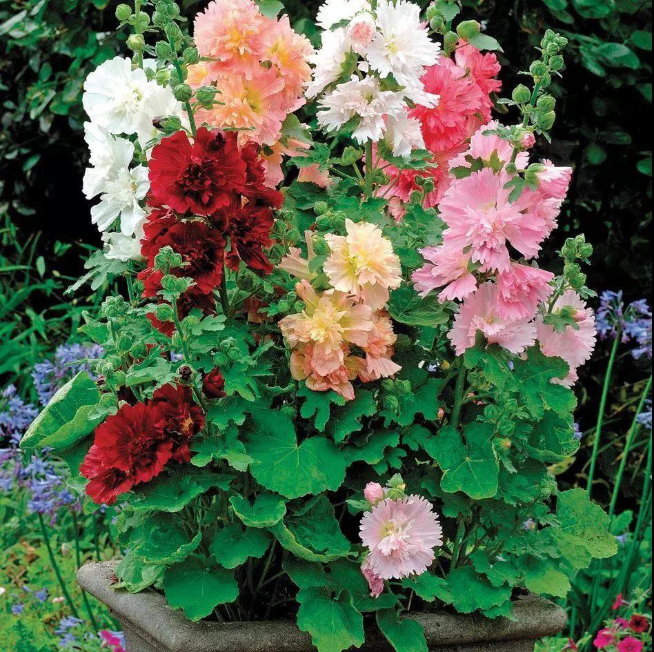 花开富贵！