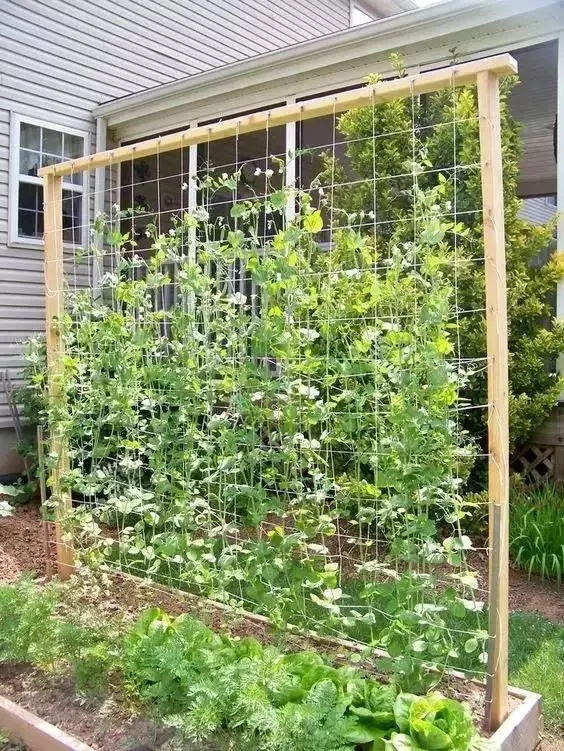 花園就是菜園，這才是種花的最高境界