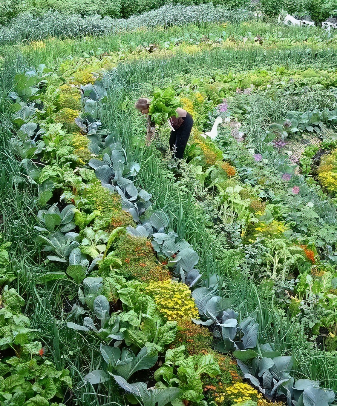 花園就是菜園，這才是種花的最高境界