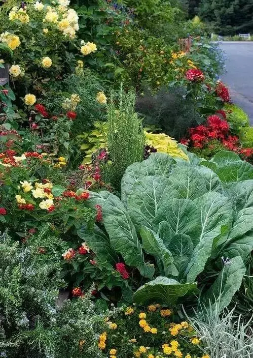 花園就是菜園，這才是種花的最高境界