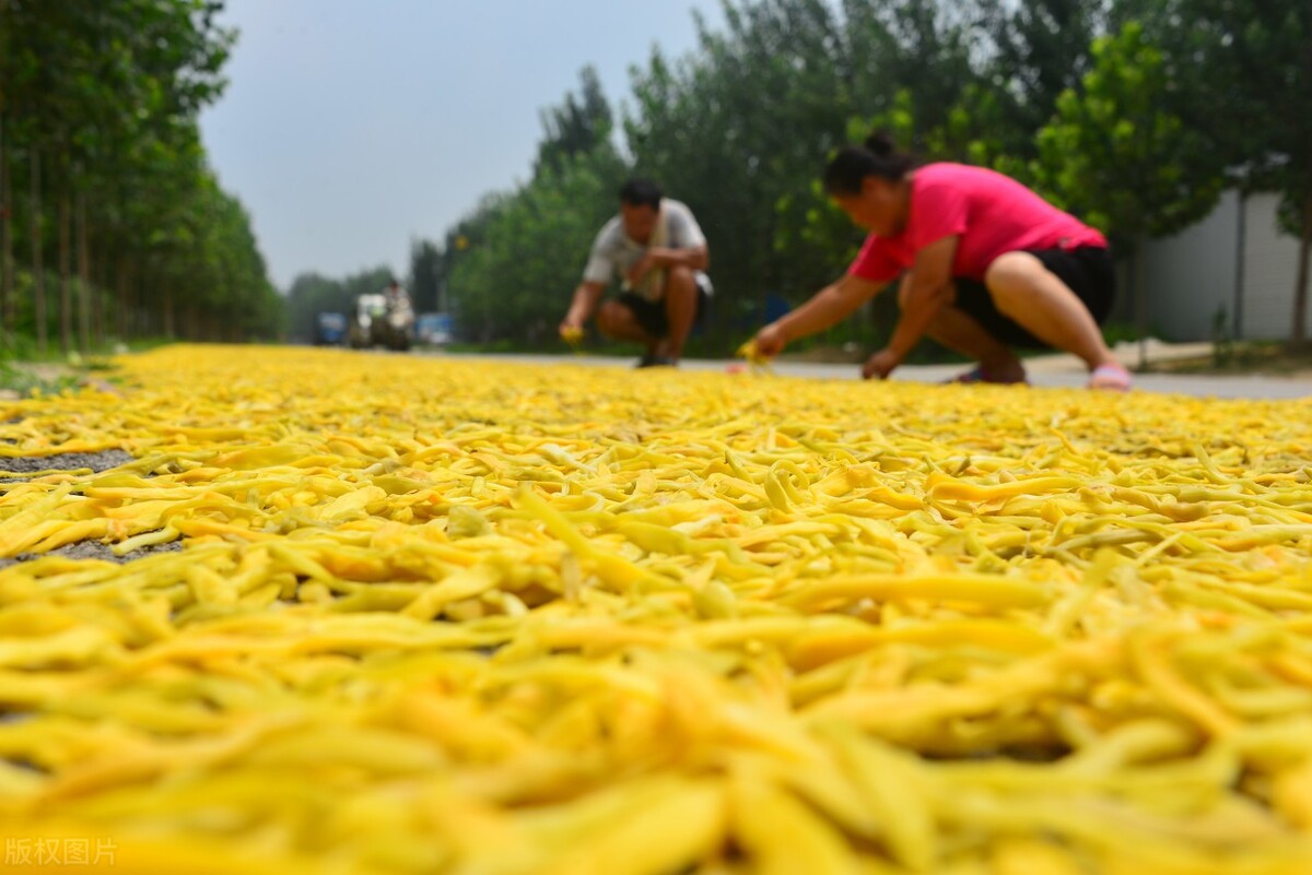 這7種廉價蔬菜曬乾後,美味翻倍! 放1年不壞,天冷燉肉特別過癮