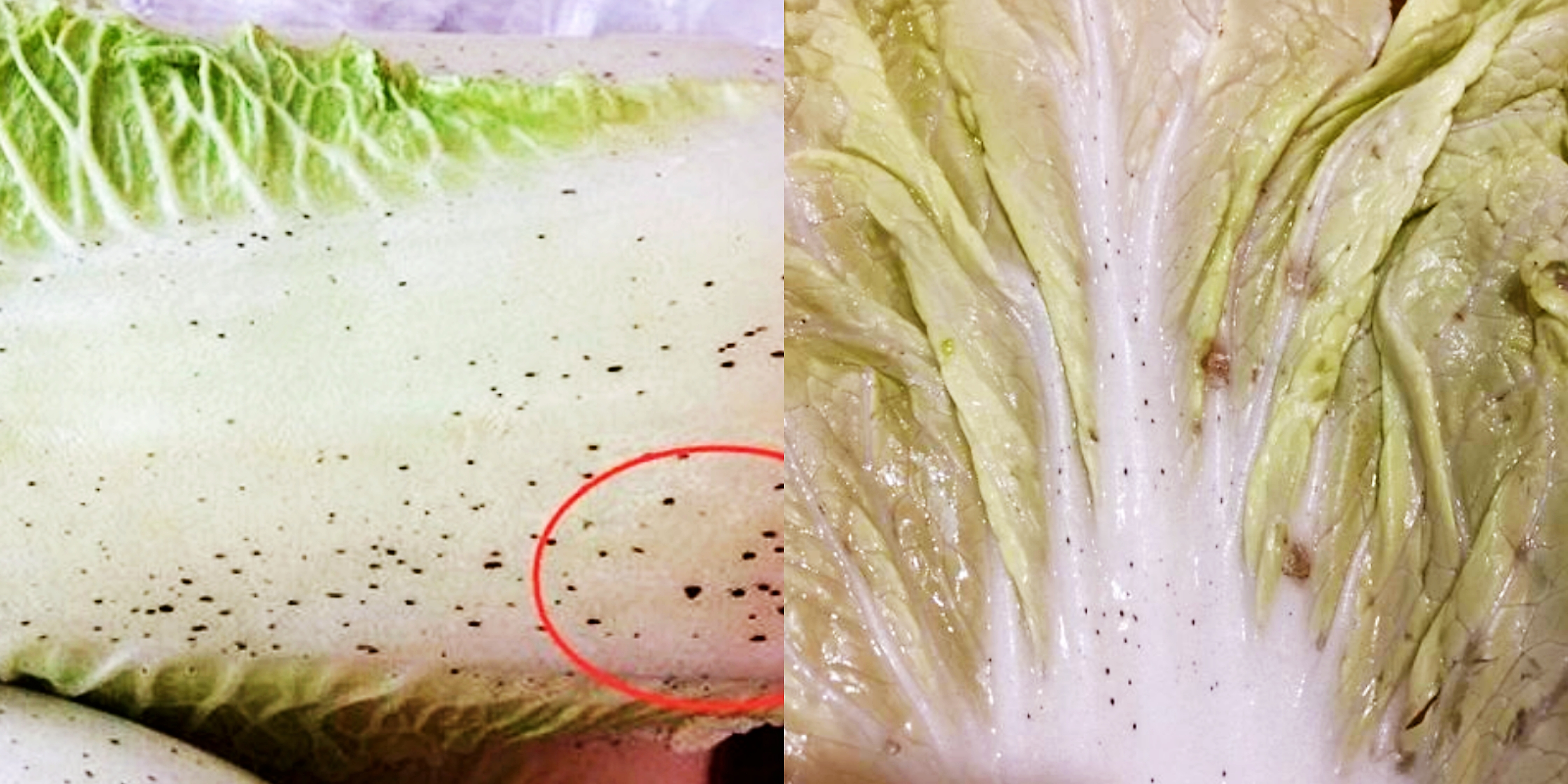 大白菜上的“小黑點”是什麼，能不能吃？ 為了家人健康，不妨看看