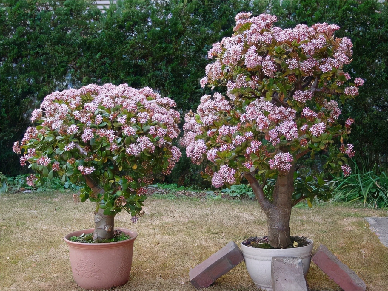 立冬後，養這10種花，切記不能多澆水，養不活都是由於手太勤