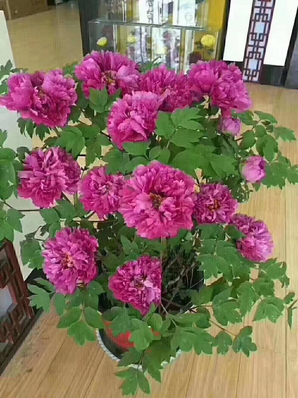 能養成老樁的“7種花”,吉祥大氣“生長年限長”,越養越喜歡