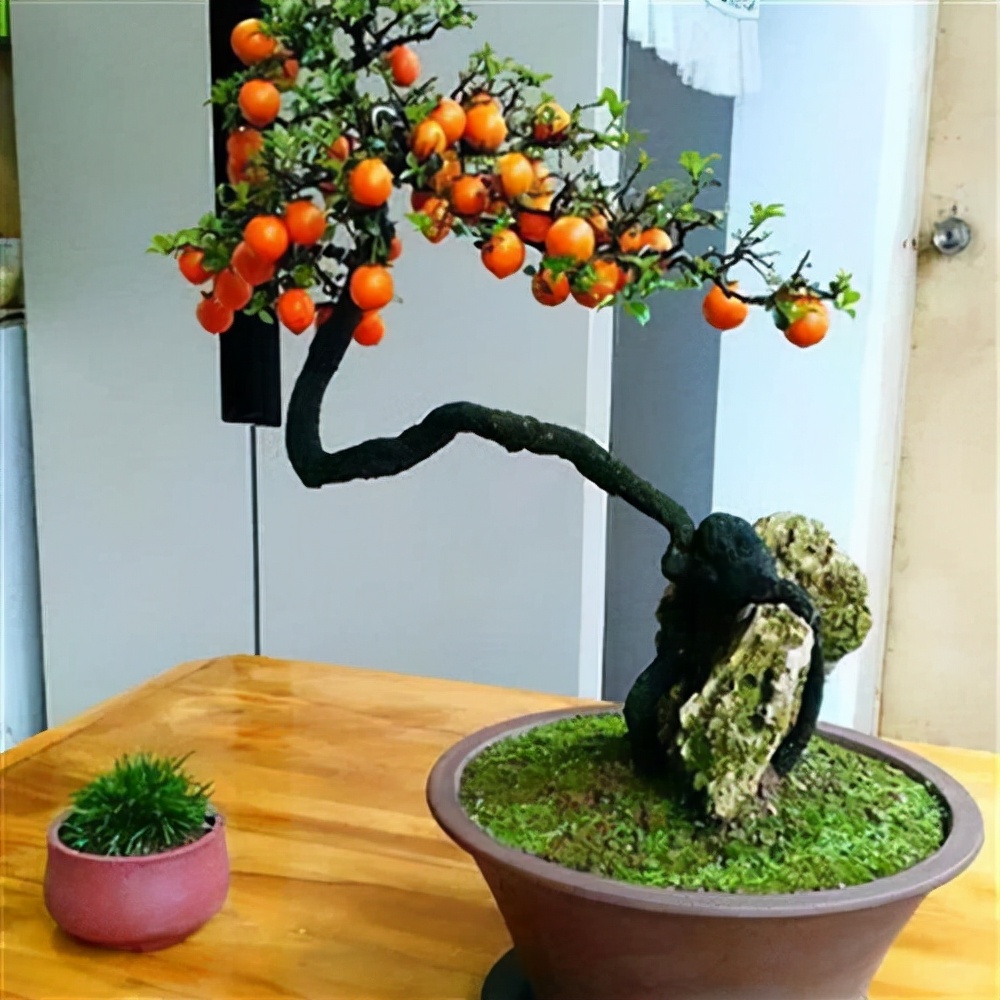 能養成老樁的“7種花”,吉祥大氣“生長年限長”,越養越喜歡