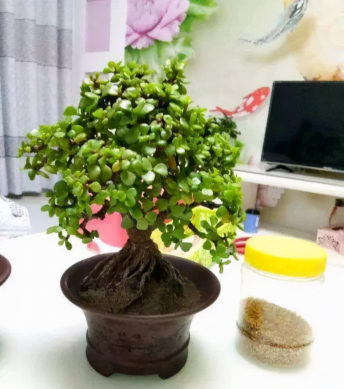 能養成老樁的“7種花”,吉祥大氣“生長年限長”,越養越喜歡