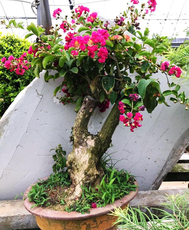 能養成老樁的“7種花”,吉祥大氣“生長年限長”,越養越喜歡