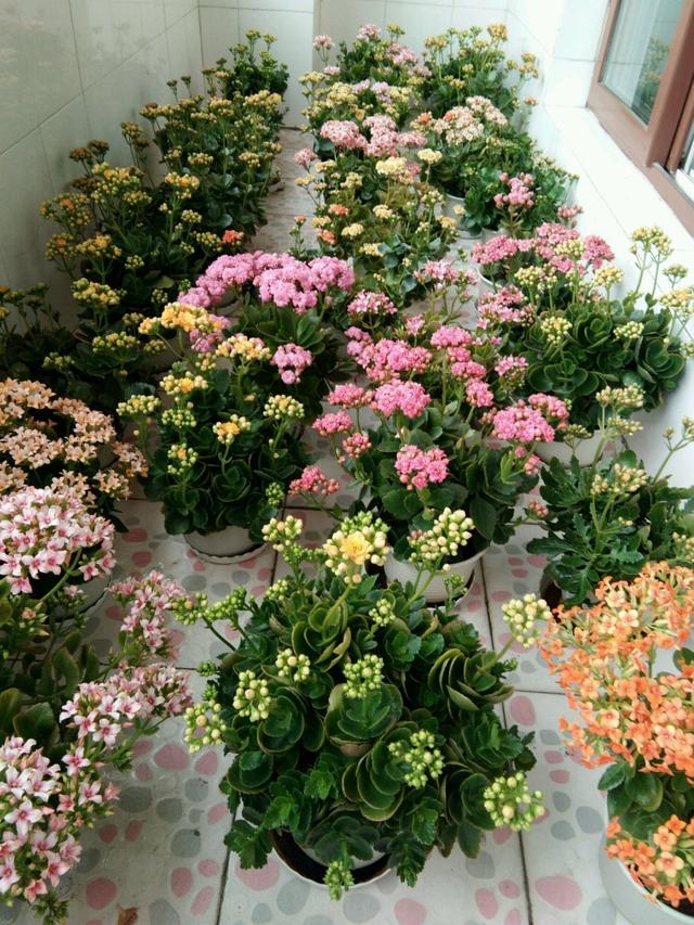 能養成老樁的“7種花”,吉祥大氣“生長年限長”,越養越喜歡