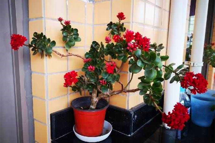 能養成老樁的“7種花”,吉祥大氣“生長年限長”,越養越喜歡