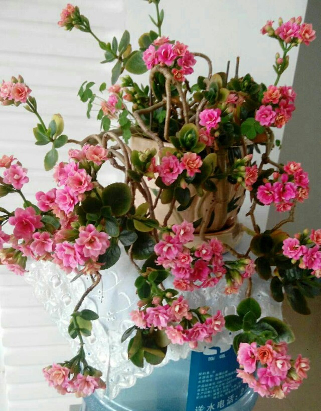 能養成老樁的“7種花”,吉祥大氣“生長年限長”,越養越喜歡