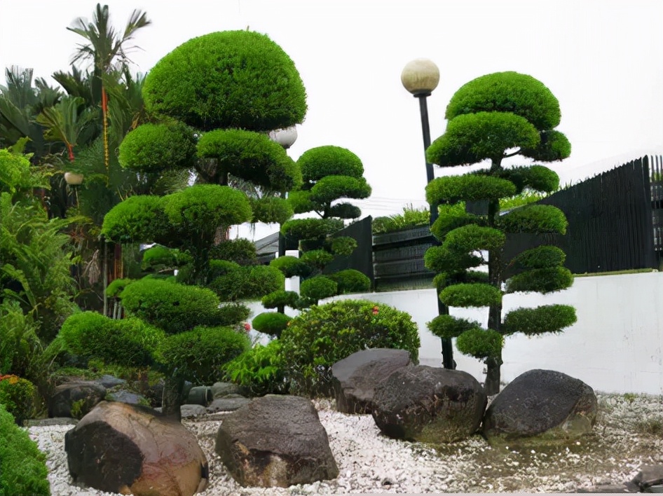 能養成老樁的“7種花”,吉祥大氣“生長年限長”,越養越喜歡