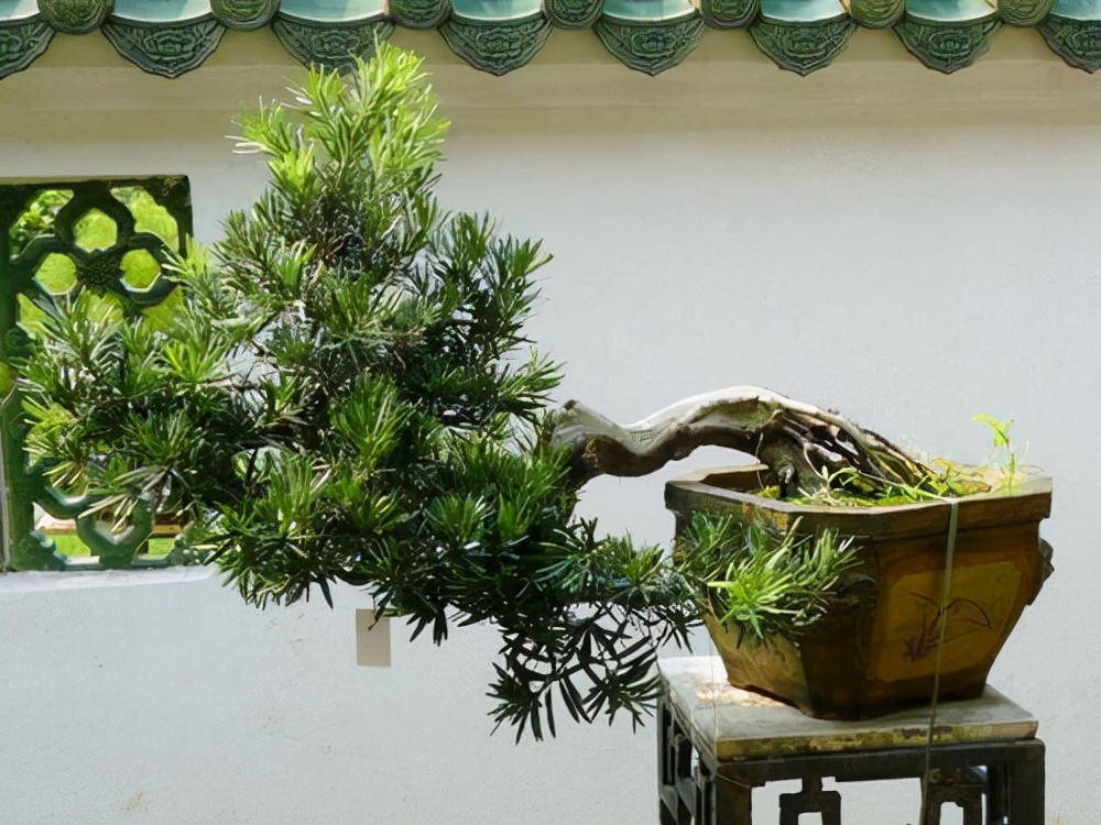 能養成老樁的“7種花”,吉祥大氣“生長年限長”,越養越喜歡