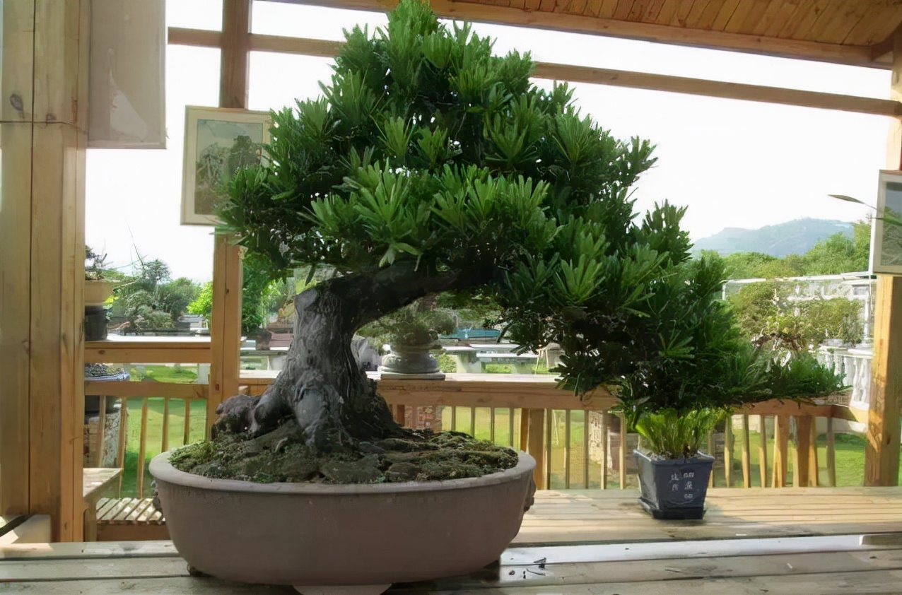 能養成老樁的“7種花”，吉祥大氣“生長年限長”，越養越喜歡