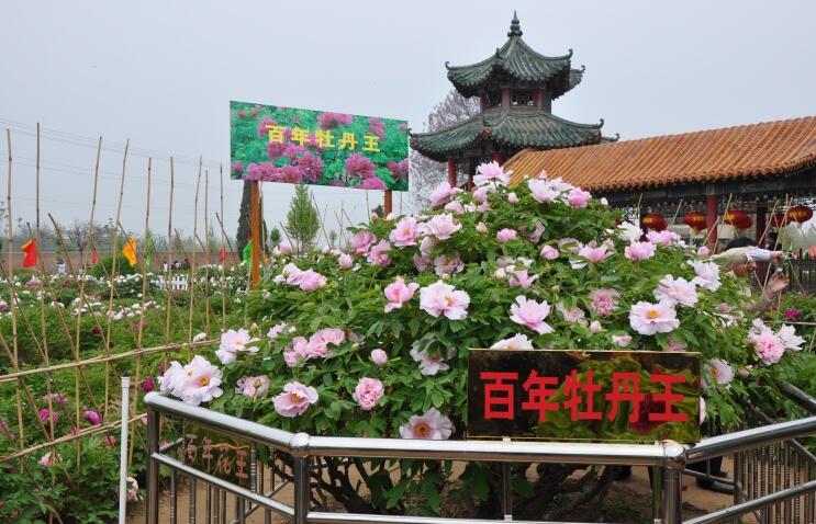 能養成老樁的“7種花”，吉祥大氣“生長年限長”，越養越喜歡