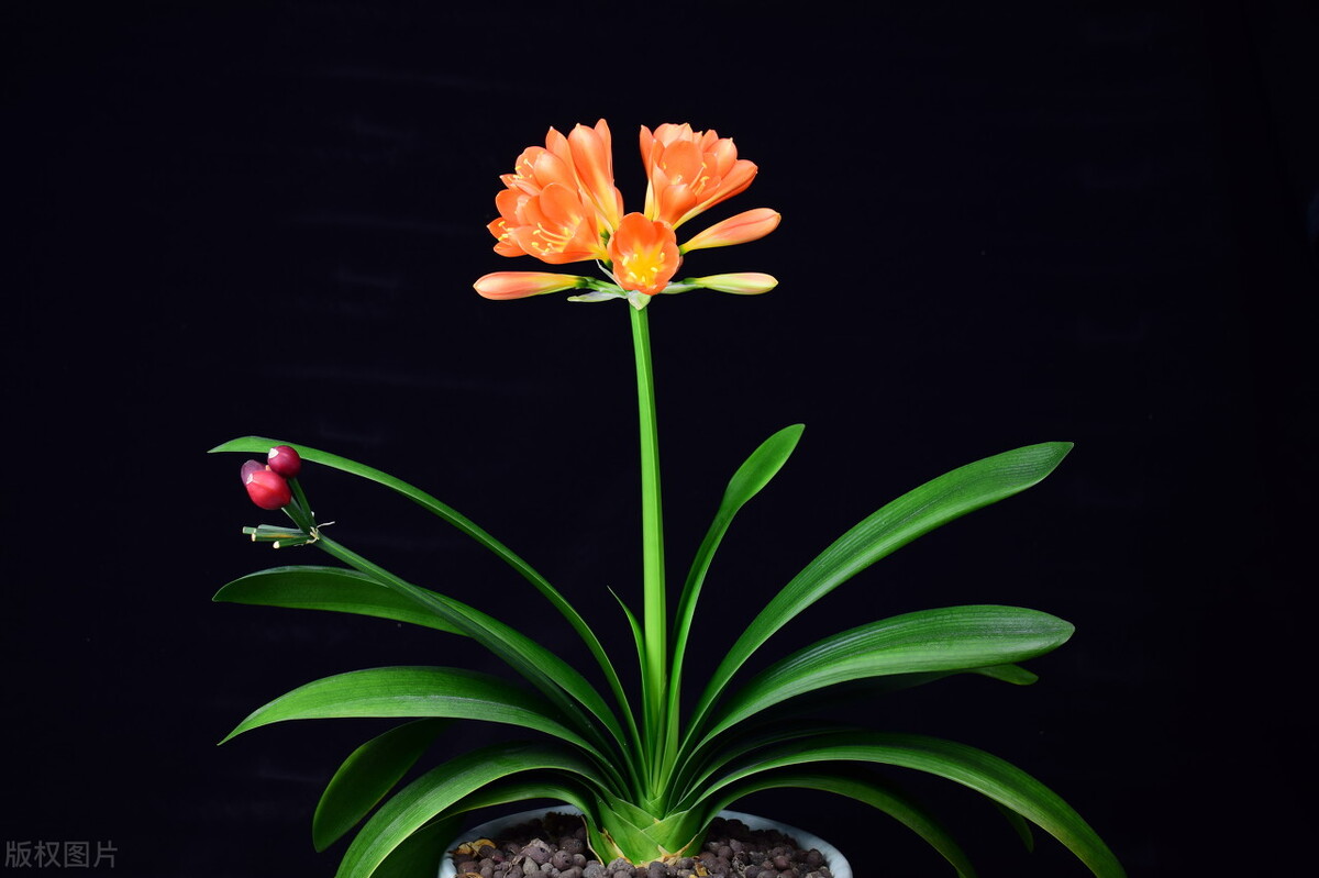 天蠍座的憤怒，通常有哪些宣洩方式？