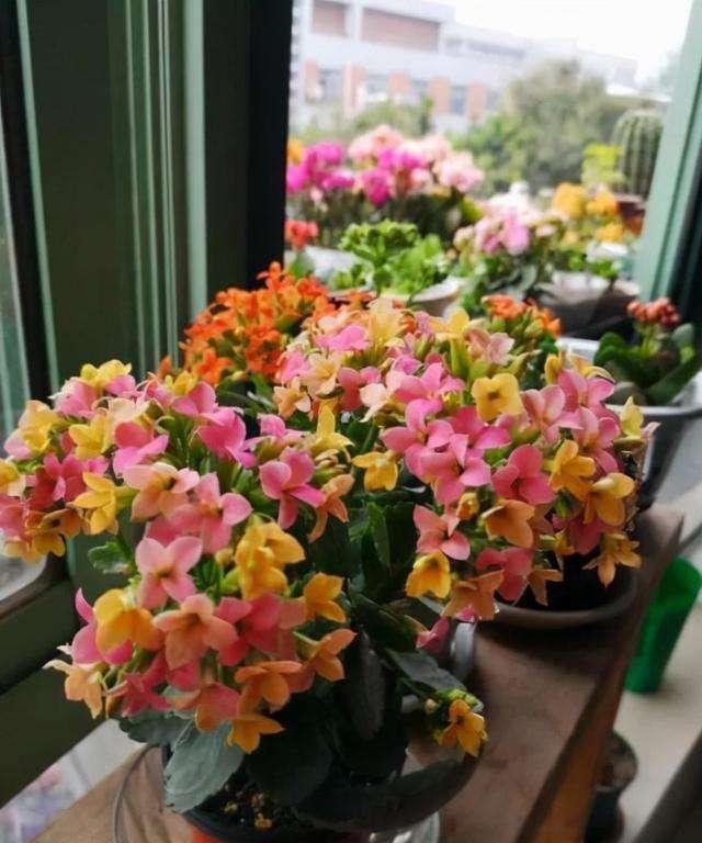 冬天扦插8種花，生根快“易成活”，三四個月都能開“大花”