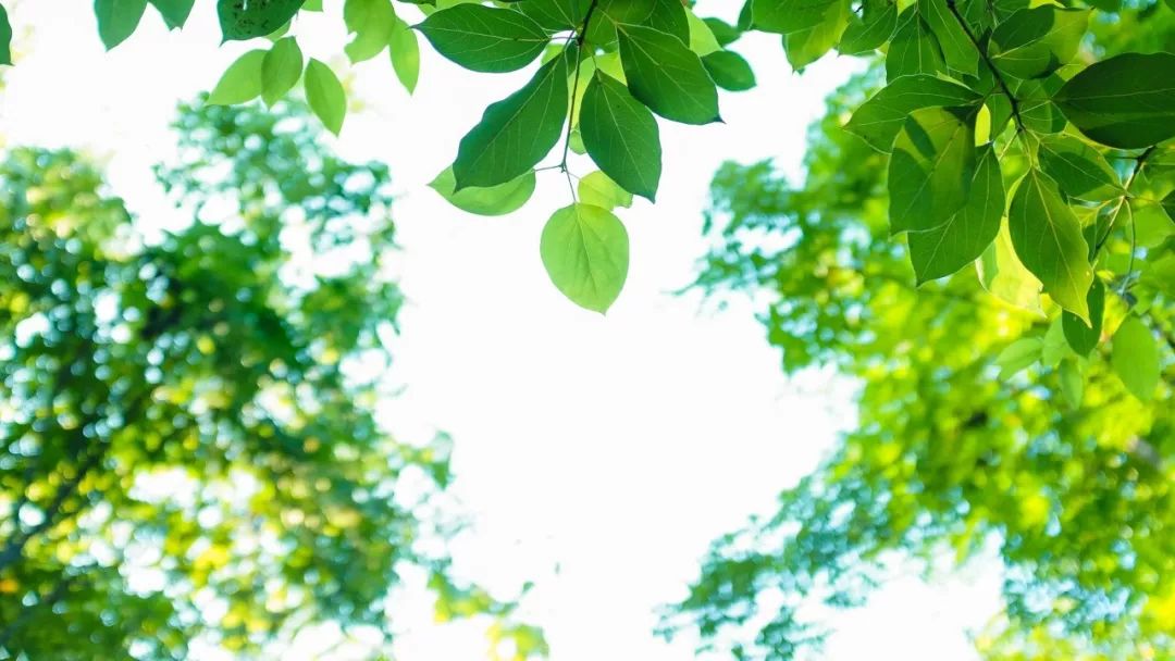 立夏| 漫天綠色入眼來