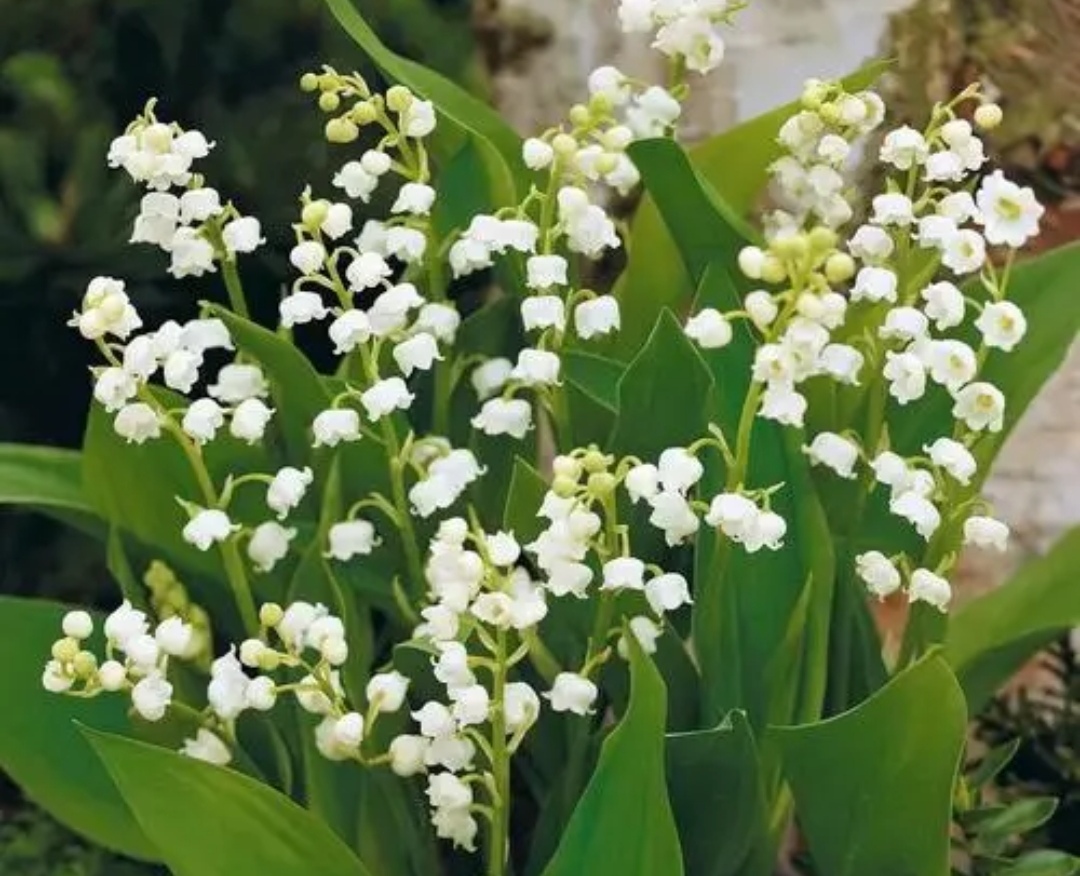 室內養花，避開7種“帶毒花”，別光圖好看