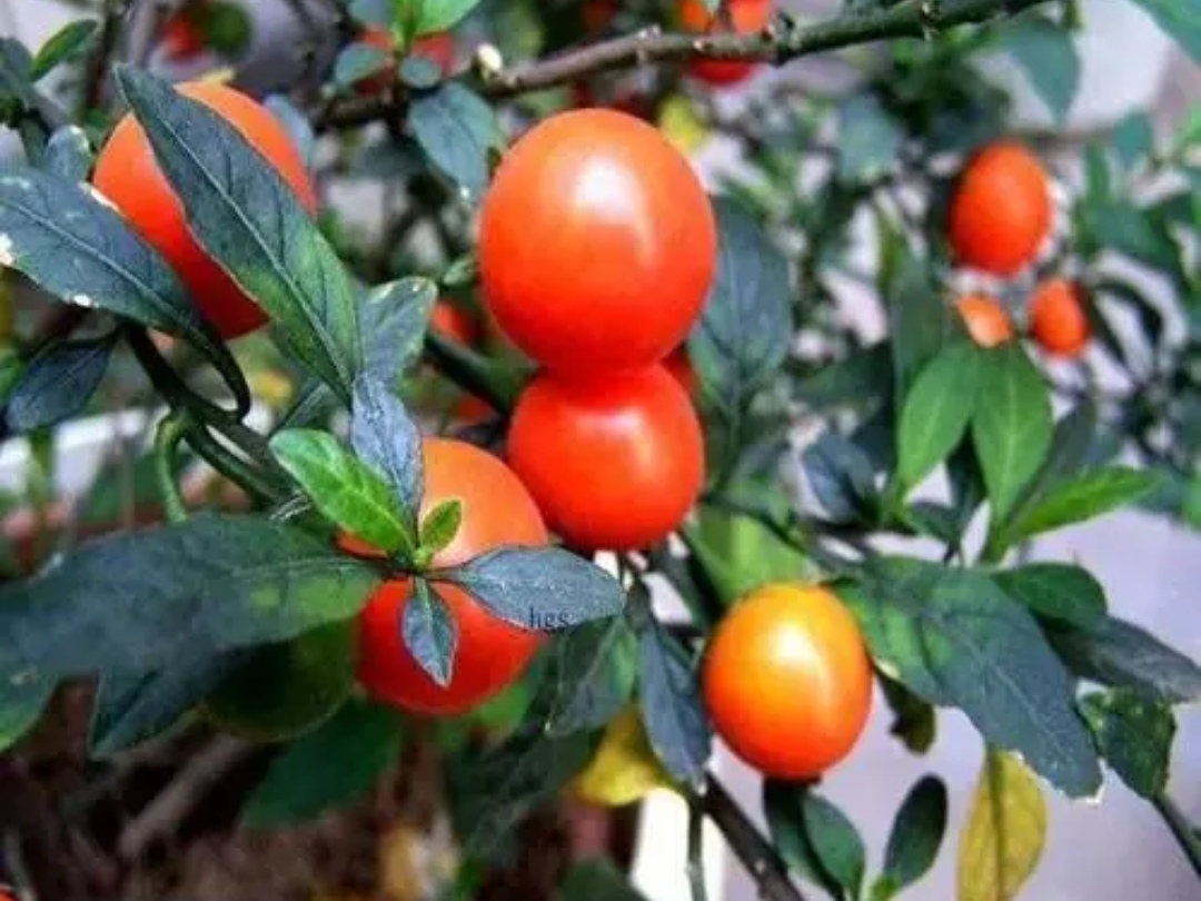 室內養花，避開7種“帶毒花”，別光圖好看